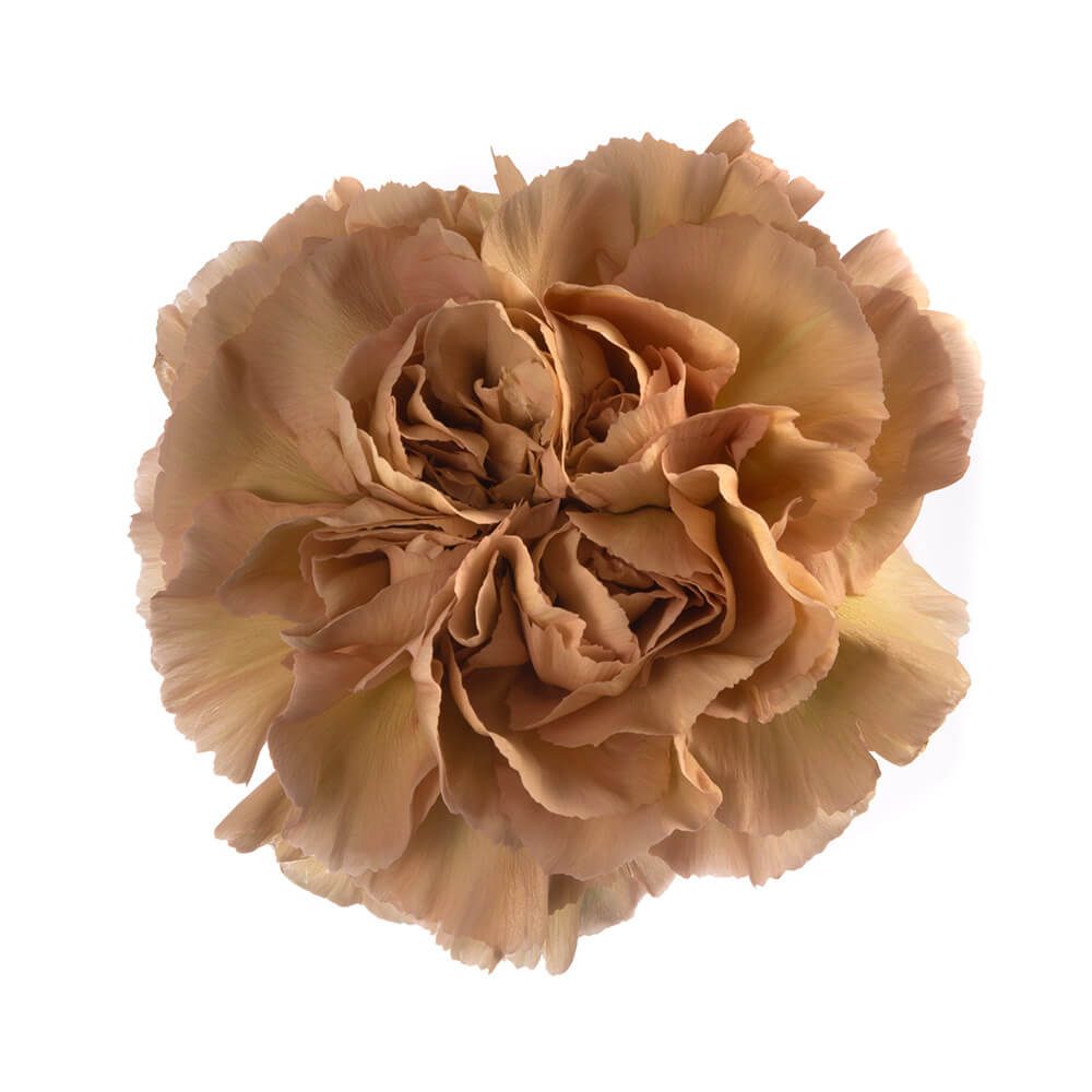 Carnation - Caramel (Brown)