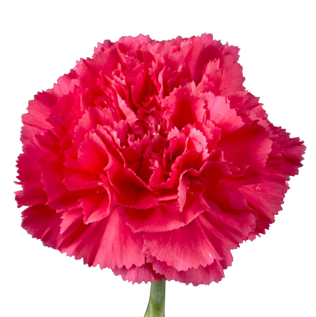 Carnation - Dark Pink