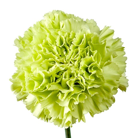 Carnation - Green