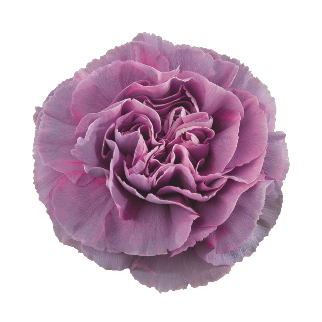 Carnation - Hypnosis (Lavender)