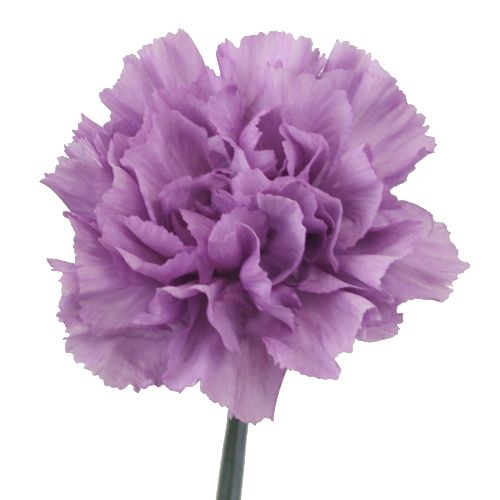 Carnation - Lavender