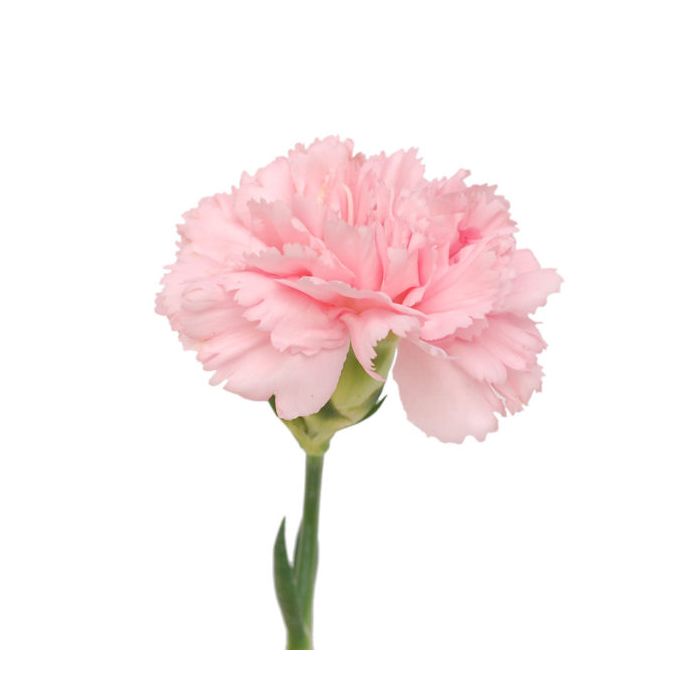 Carnation - Light Pink