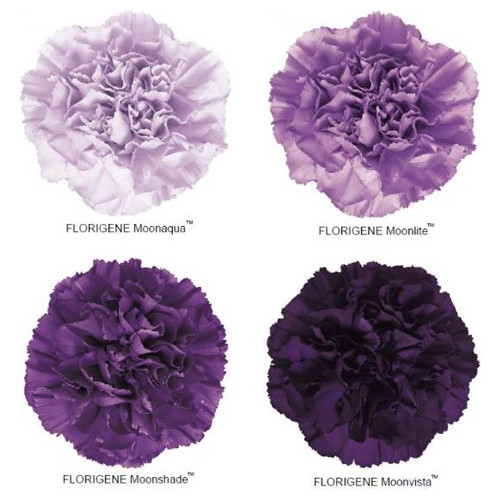 Carnation - Moon Series (Florigene)