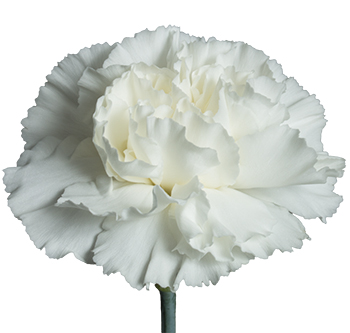 Carnation - Moonlite White
