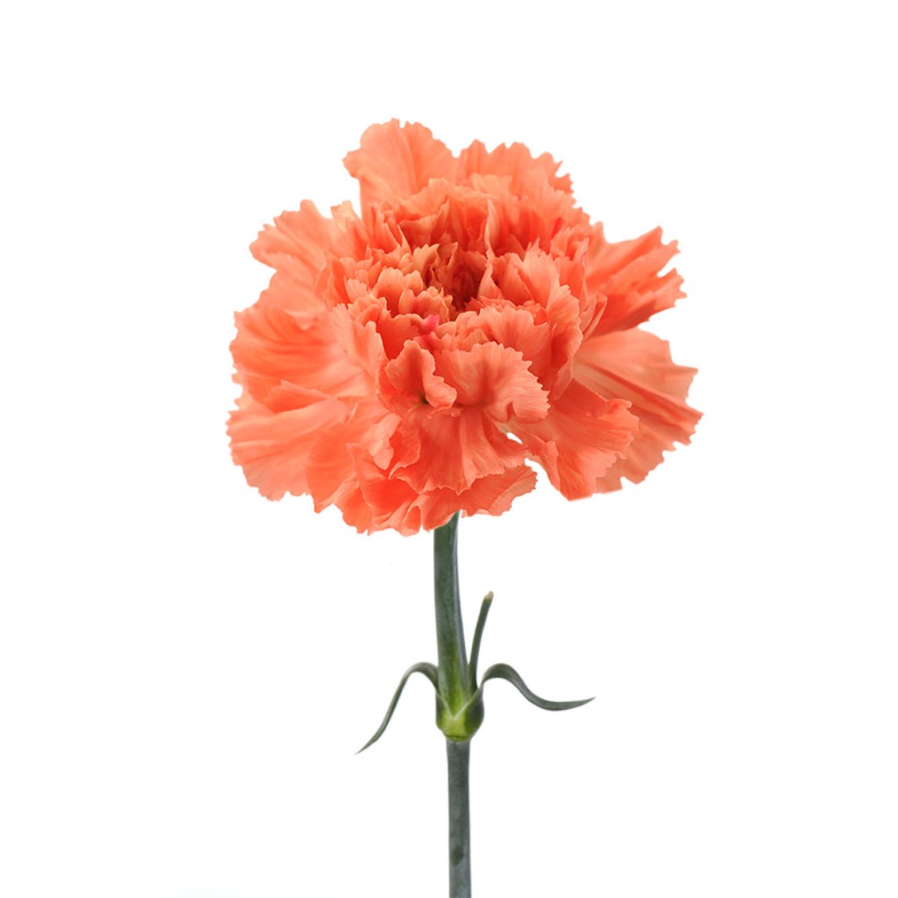 Carnation - Orange