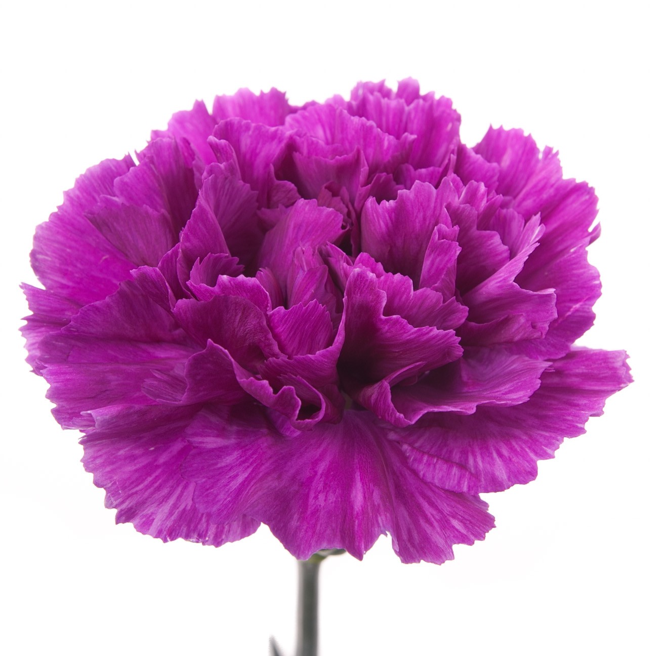 Carnation - Purple