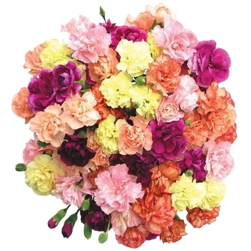 Carnation - Assorted Select