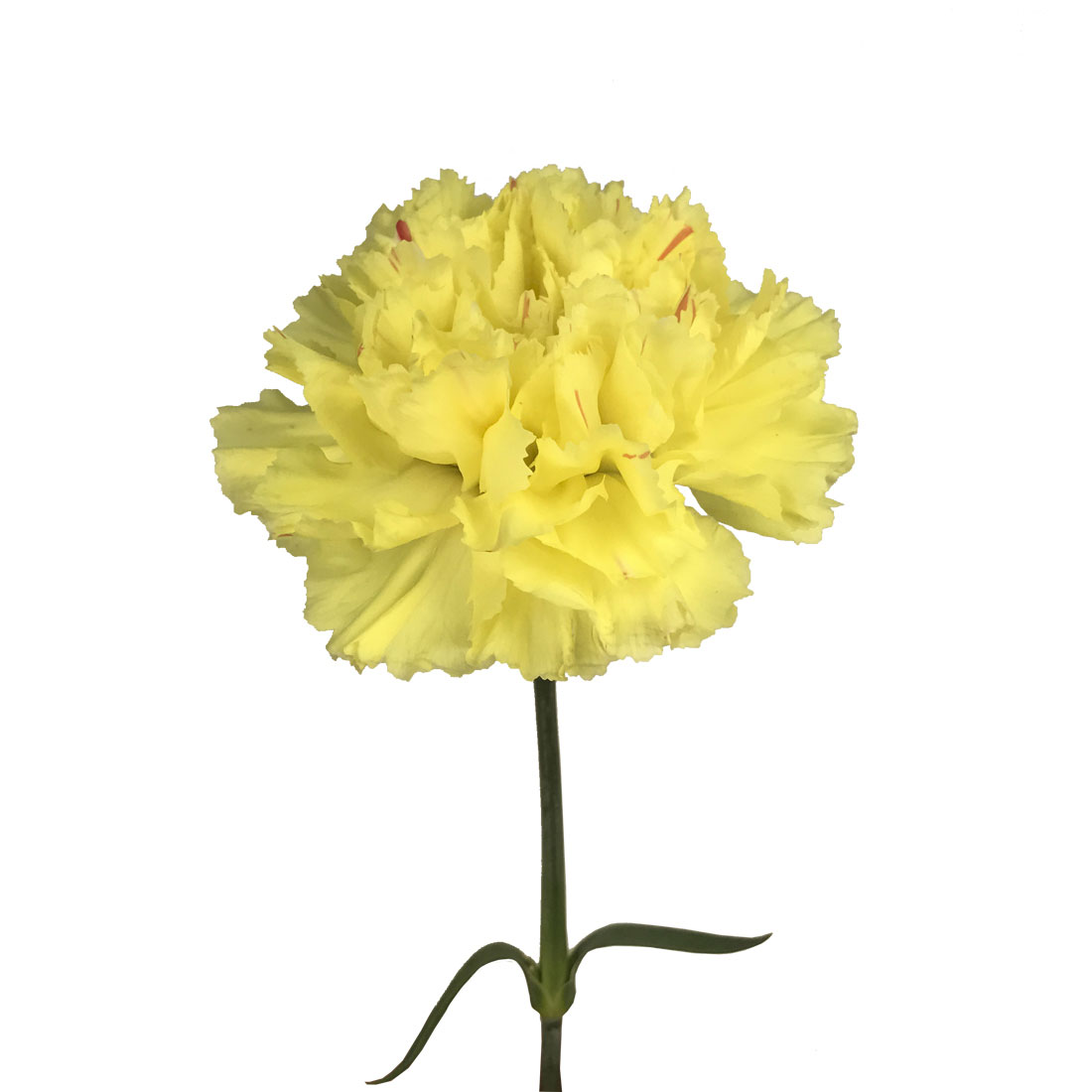 Carnation - Yellow