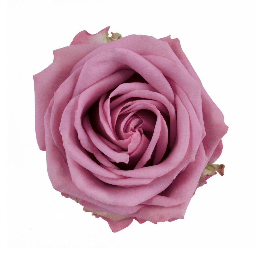 Rose - Cool Water (Lavender) 50Cm/Colombian