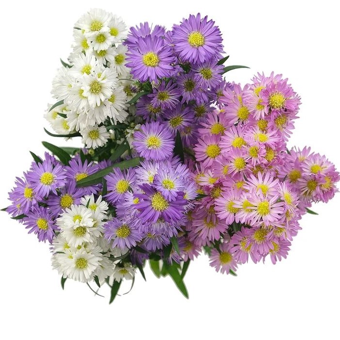 Carnival Aster - Assorted