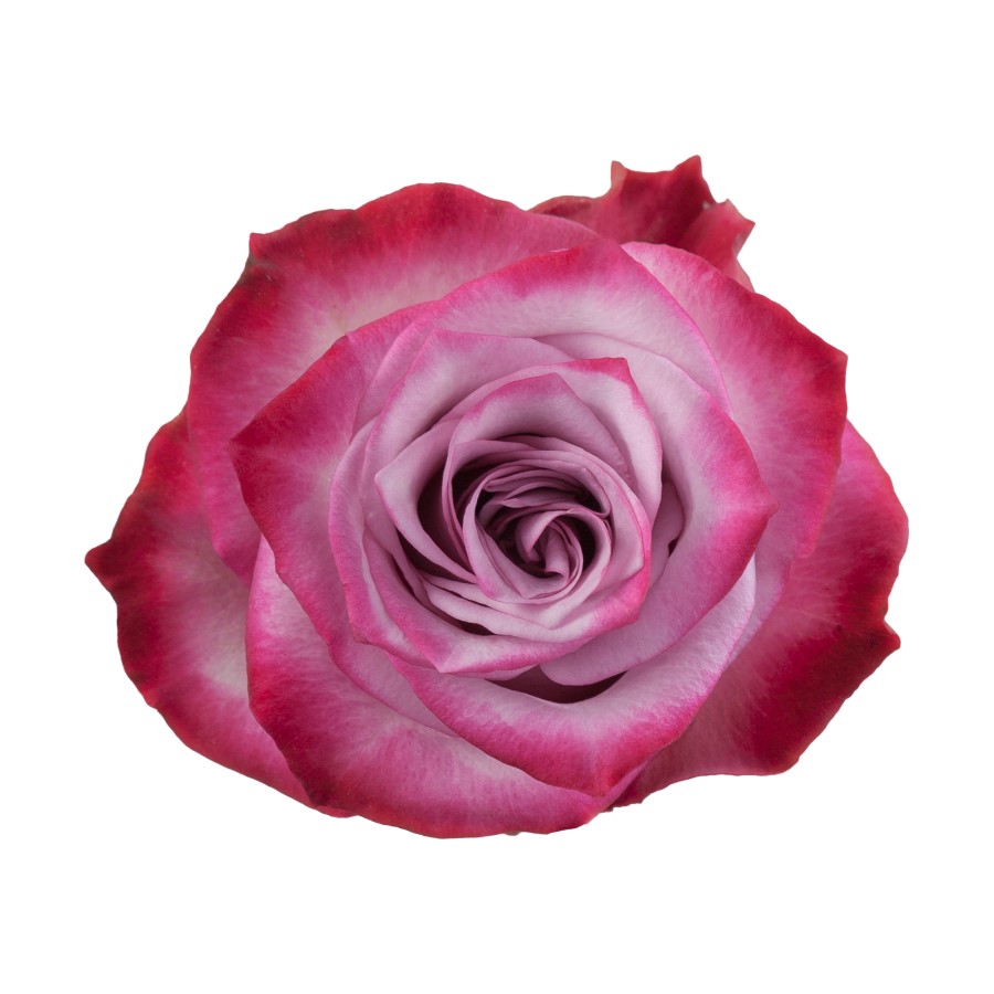 Rose - Deep Purple (Lavender/White Bicolor) 50Cm/Ecuadorian