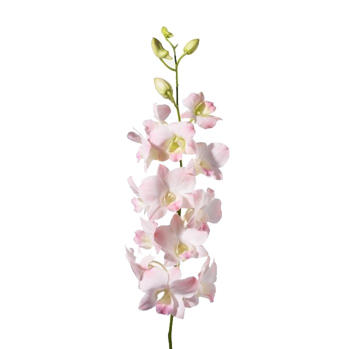 Dendrobium - Marco Polo (Pink)