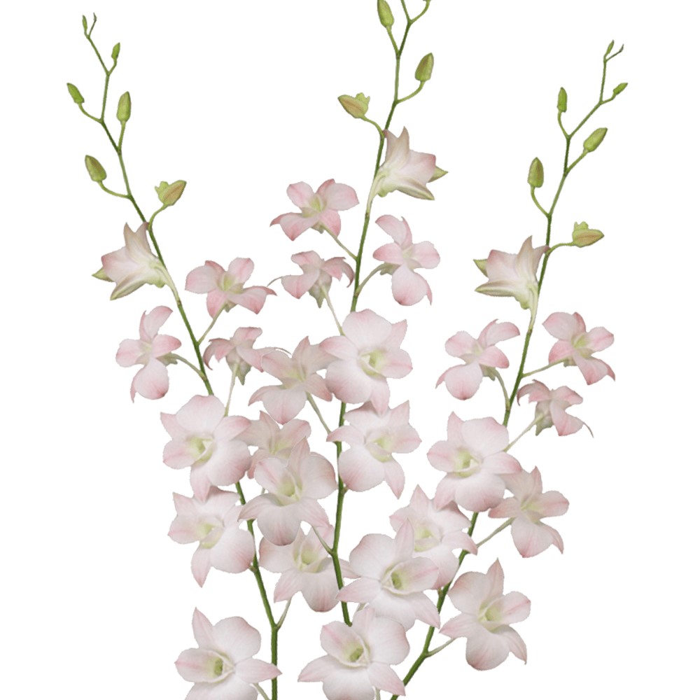 Dendrobium - Pink