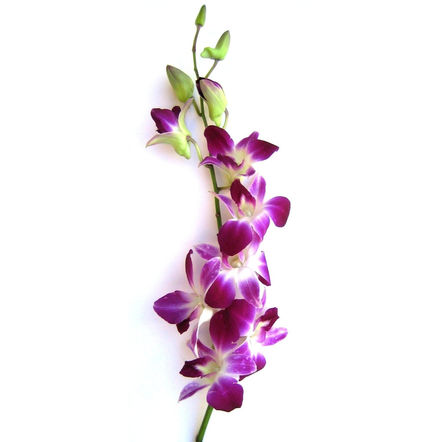 Dendrobium - Purple
