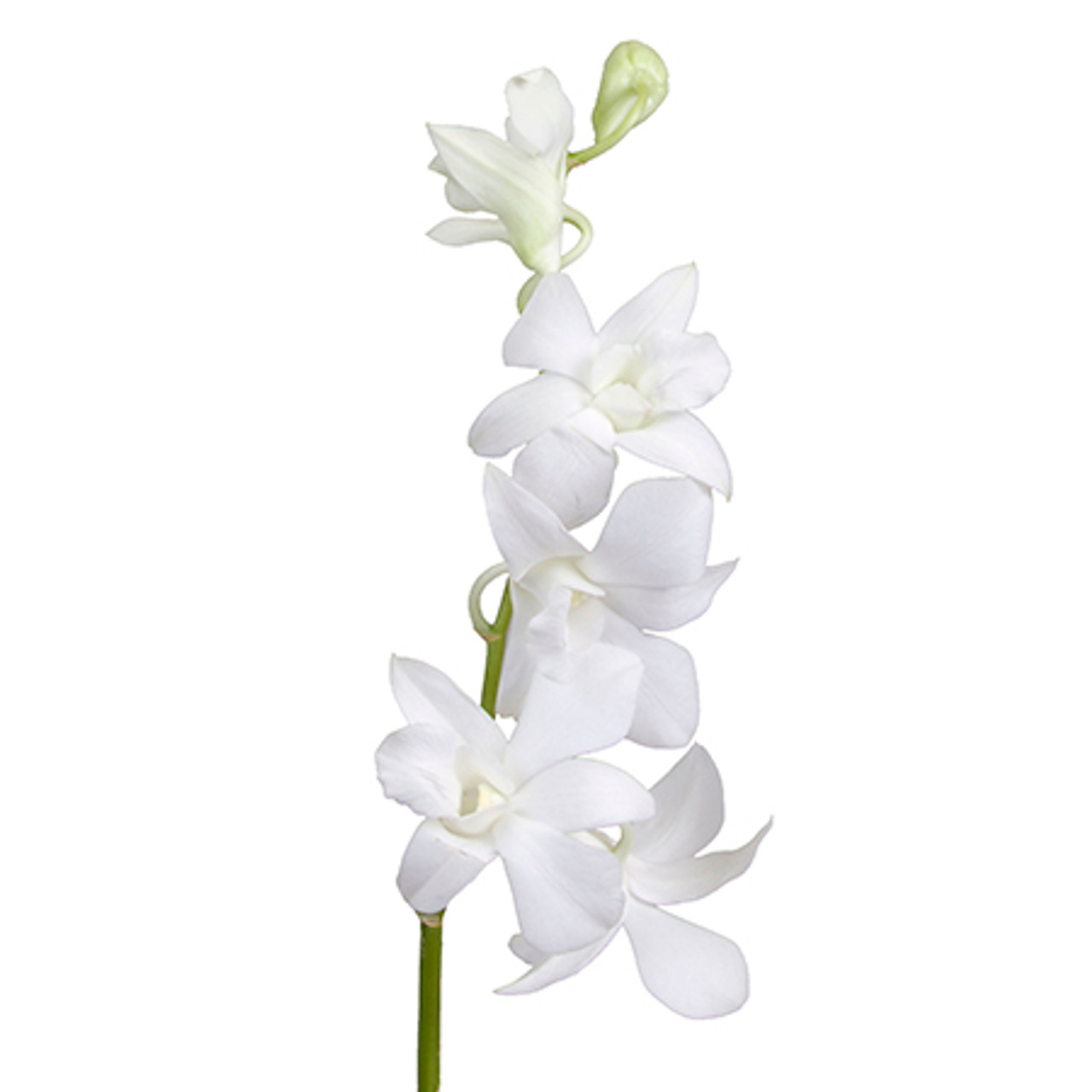 Dendrobium - White