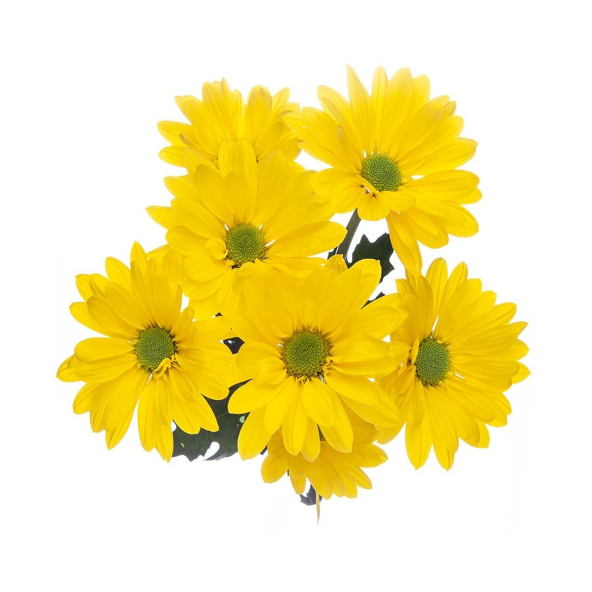 Pom Daisy - Yellow