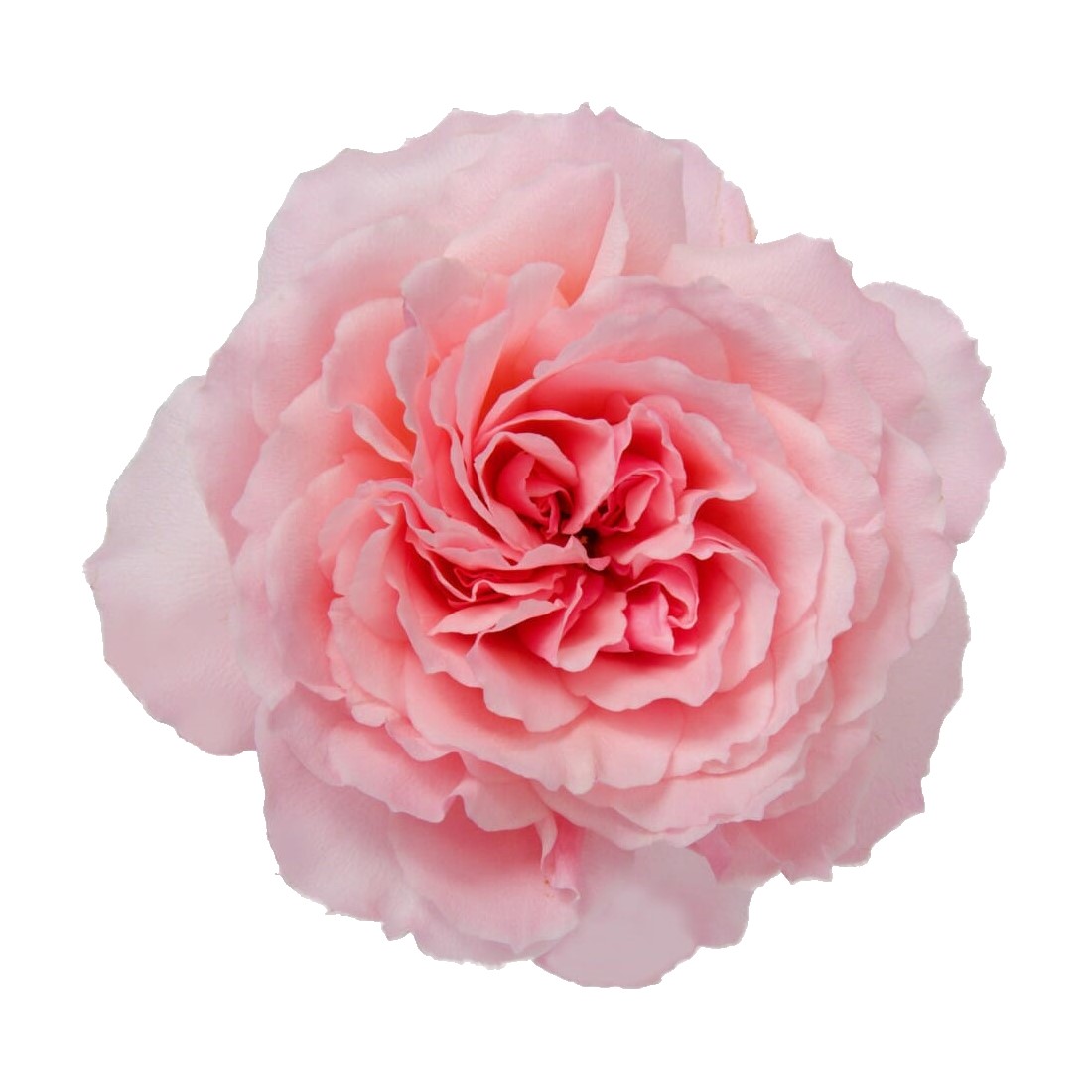 Rose Garden - Mayra's Pink (Pink)                                     