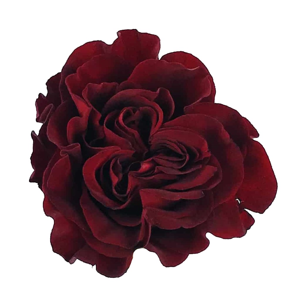 Rose - Hearts (Dark Red) 50Cm/Colombian
