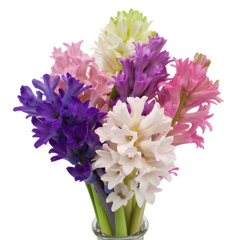 Hyacinth - Assorted (5 Stems)