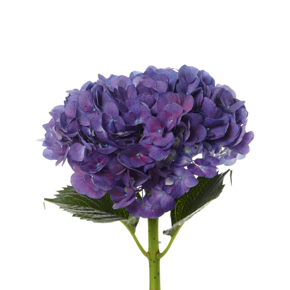 Hydrangea - Purple