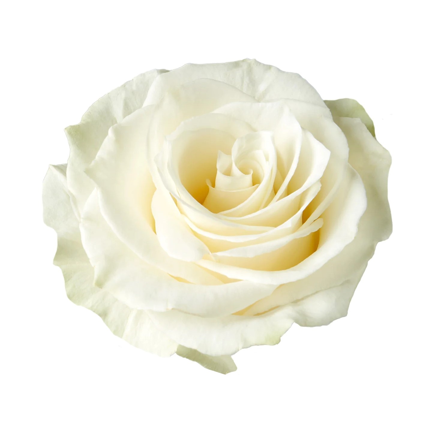 Rose - Mondial (White/Cream) 50Cm/Ecuadorian