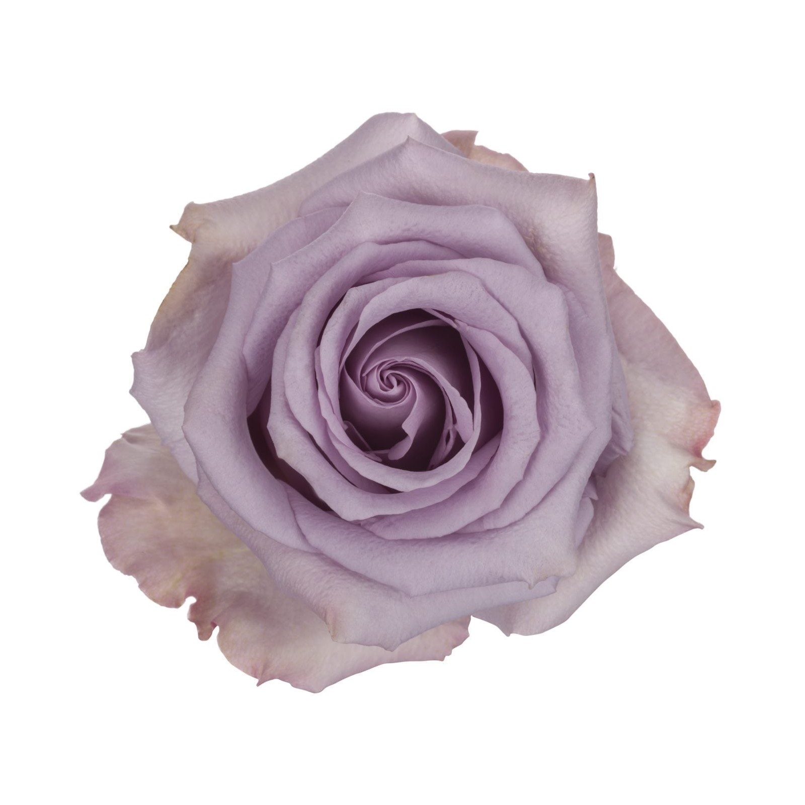 Rose - Ocean Song (Lavender) 50Cm/Ecuadorian