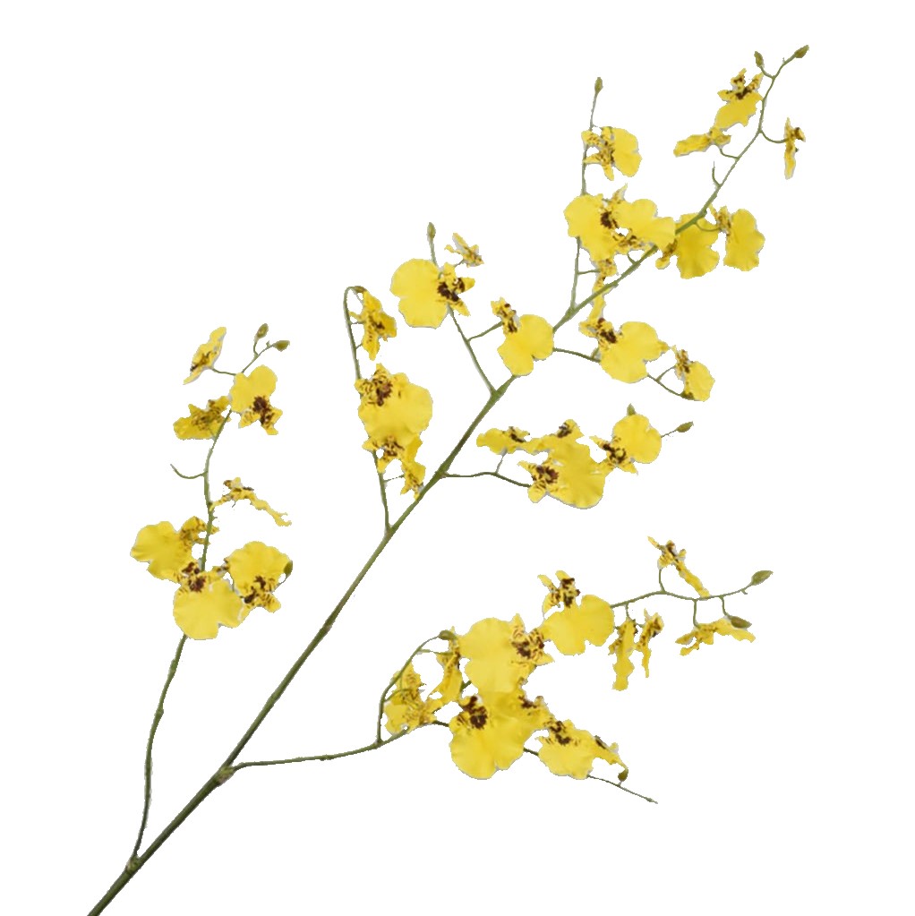 Oncidium Dendro - Yellow