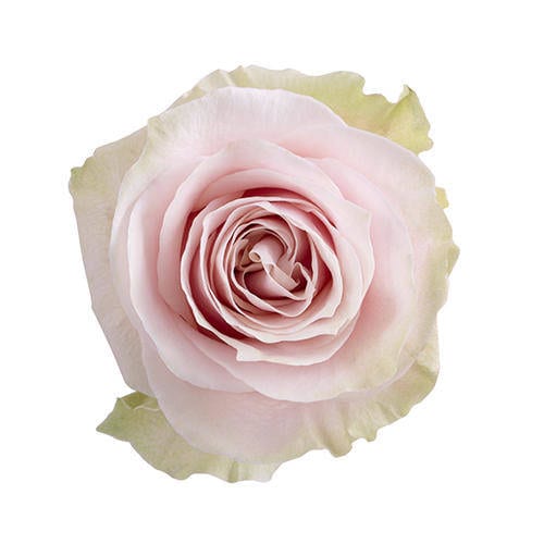 Rose - Pink Mondial 50Cm/Colombian