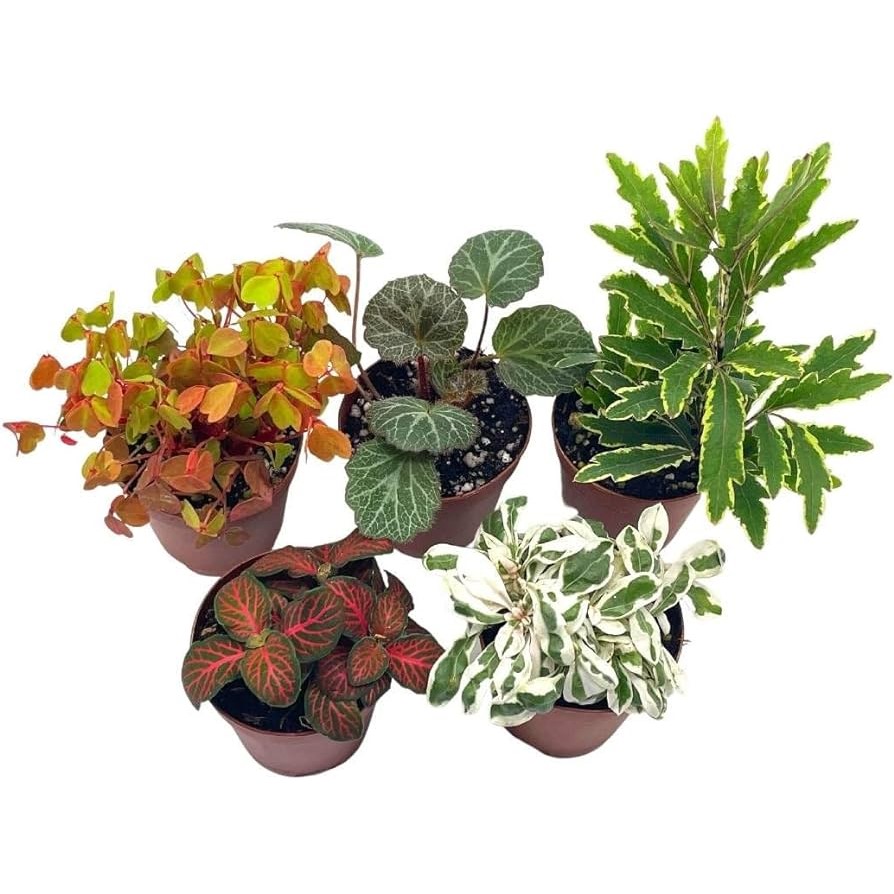 Assorted Foliage Plant 3" (Tray Of 32)