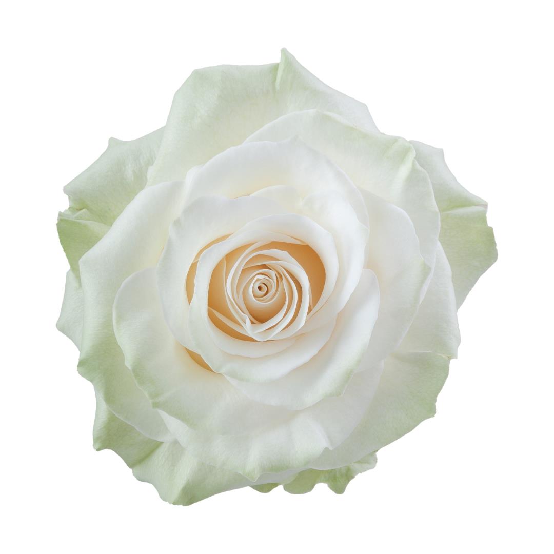 Rose - Proud (White) 40Cm/Ecuadorian