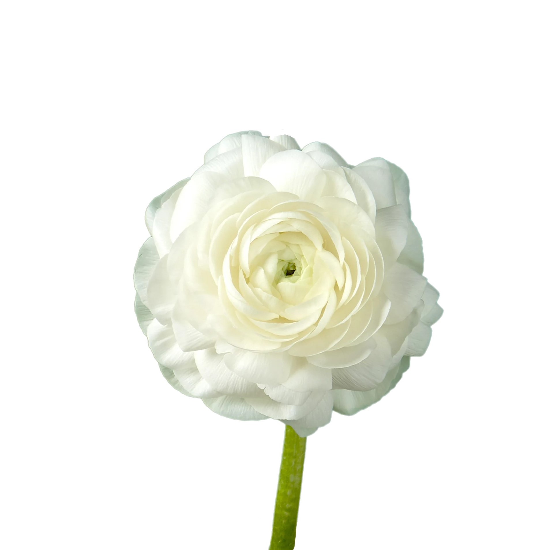 Ranunculus - White