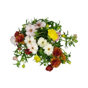 Ranunculus (Butterfly) - Assorted