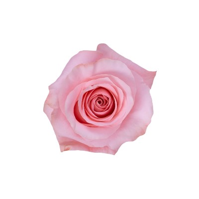 Rose - Be Sweet (Pink) 50Cm