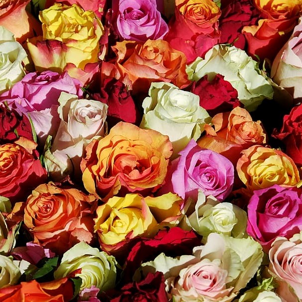 Rose - Color (Assorted) 40Cm/Ecuadorian