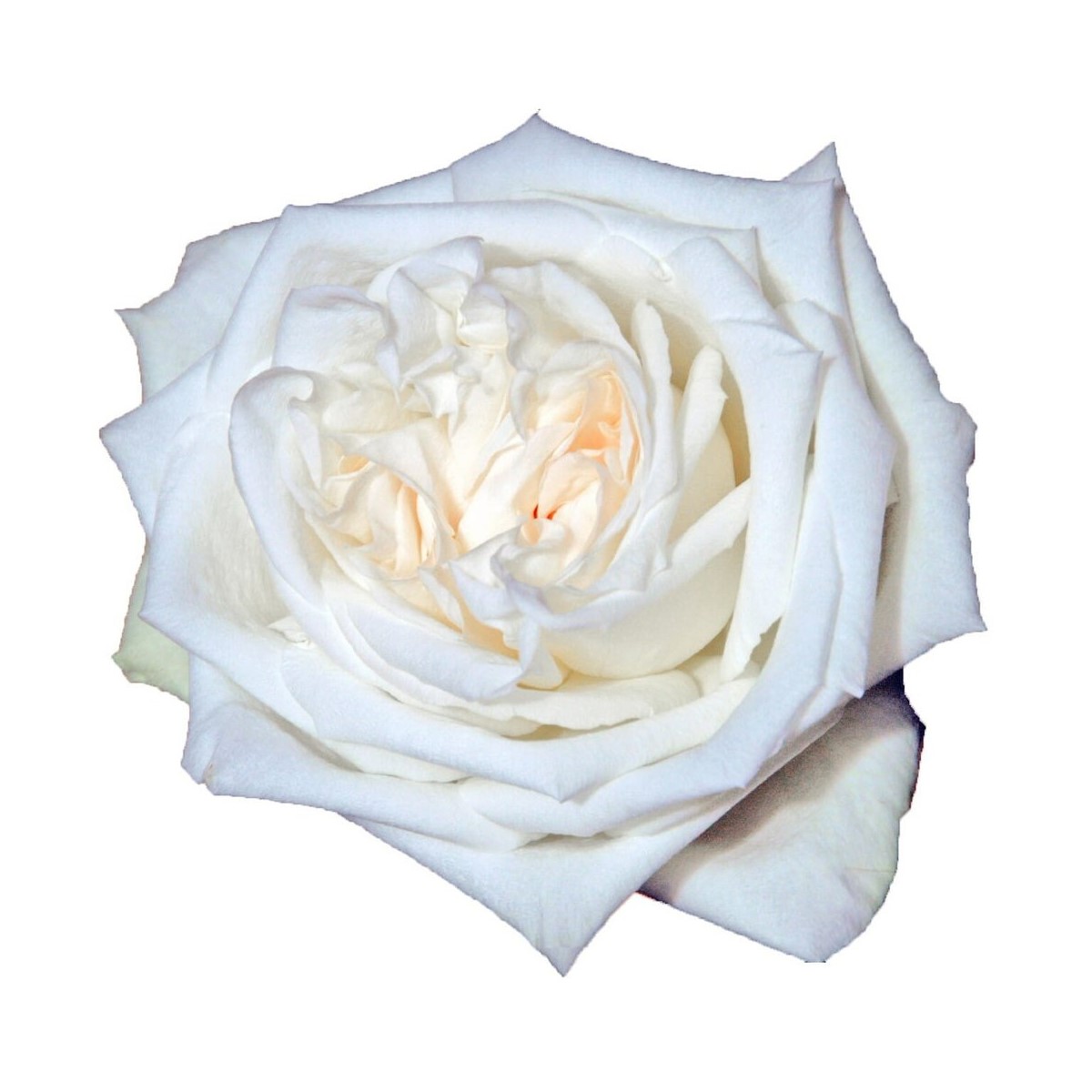 Rose Garden - White Ohara (White) 40Cm/Colombian