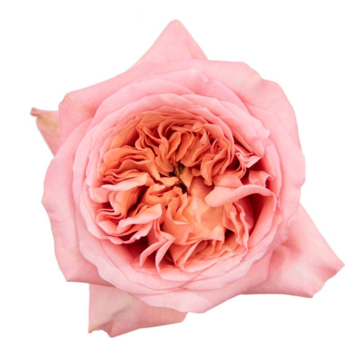 Rose Garden - X-Pression (Pink) 60Cm