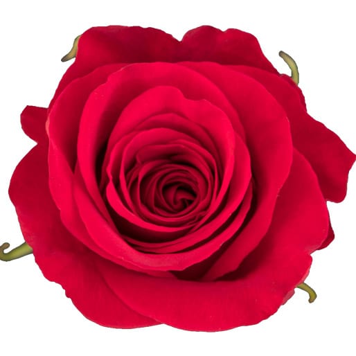 Rose - Freedom (Red) 50Cm/Ecuadorian