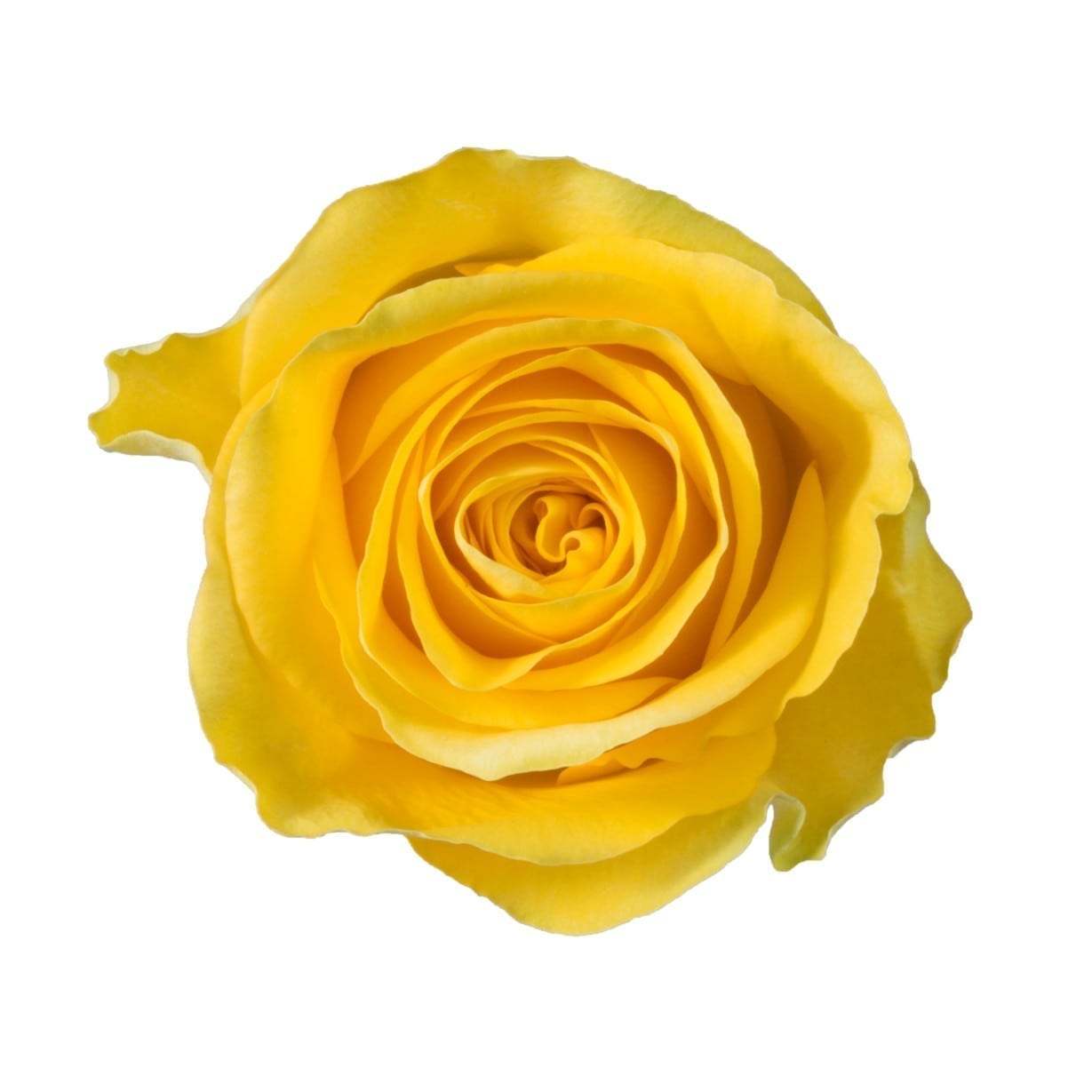 Rose - Brighton (Yellow) 50Cm/Ecuadorian