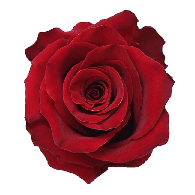Rose - Explorer (Red) 60Cm/Ecuadorian