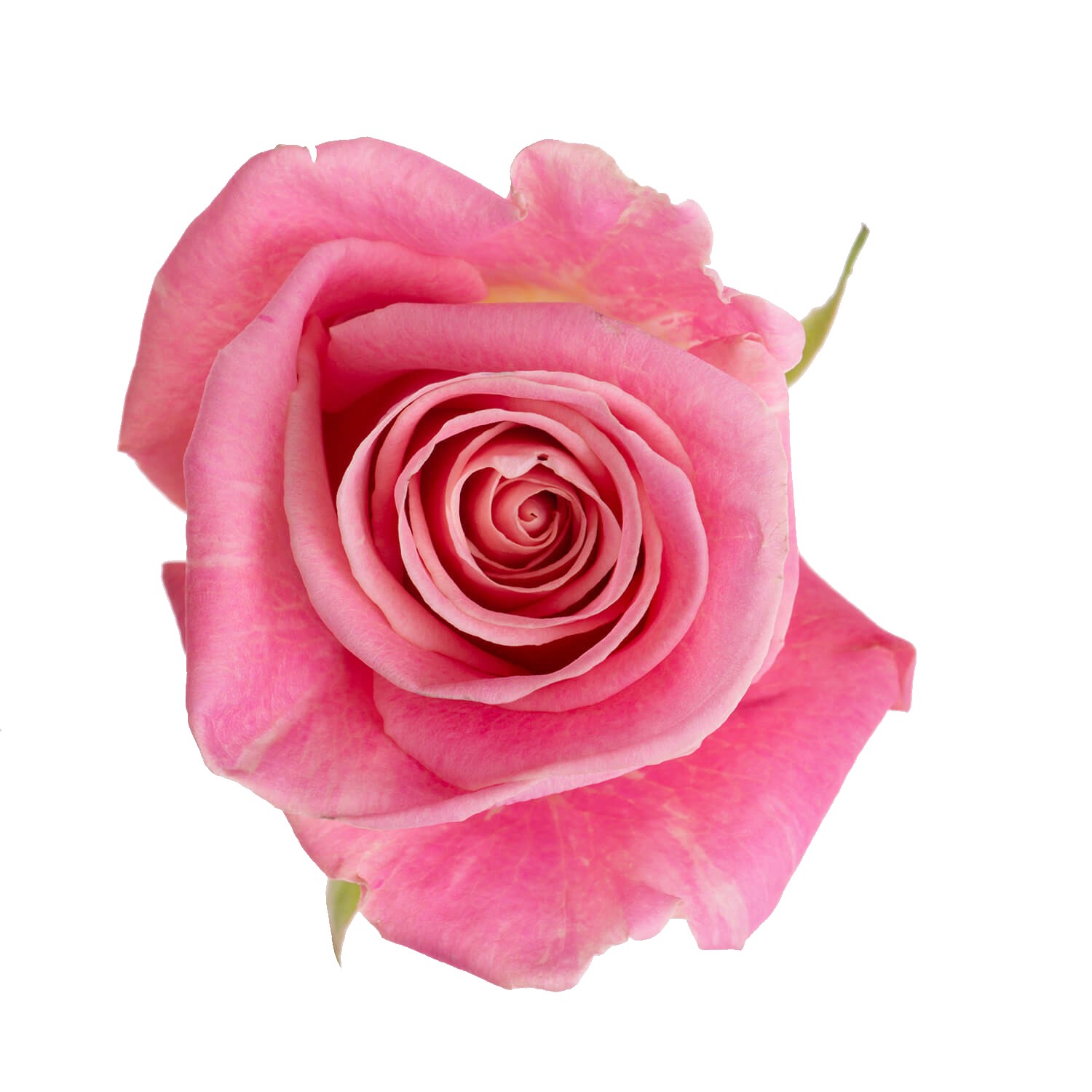 Rose - Hermosa (Pink) 50Cm/Ecuadorian