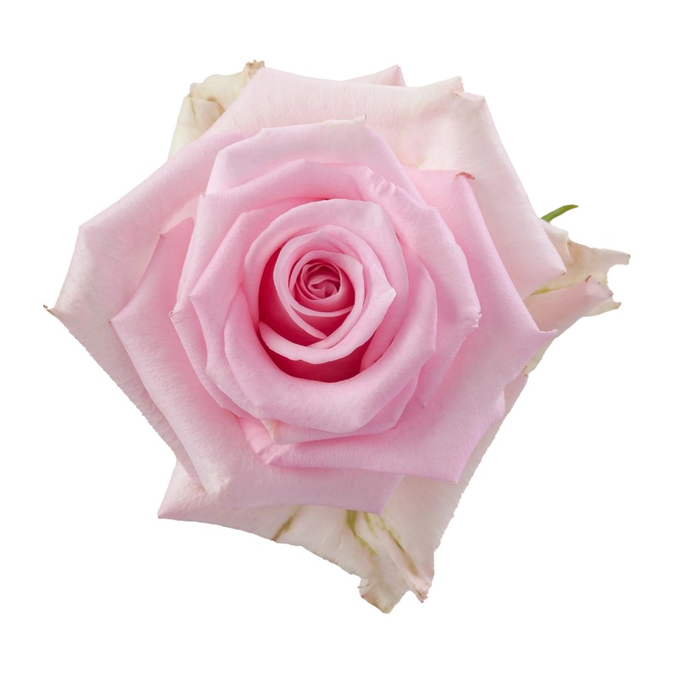 Rose - Jessica (Light Pink) 50Cm/Ecuadorian