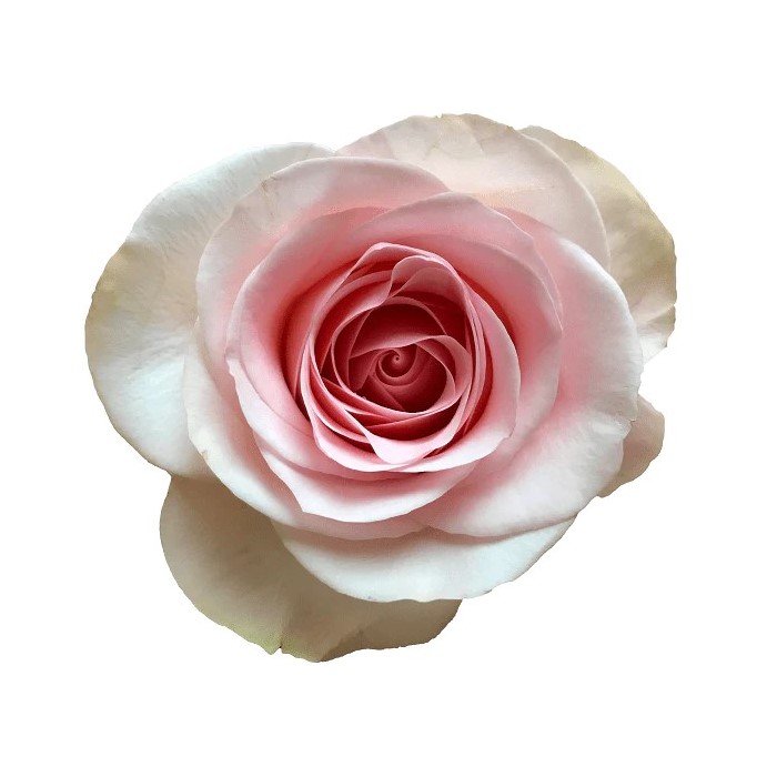Rose - Novia (Light Pink) 50Cm                                        