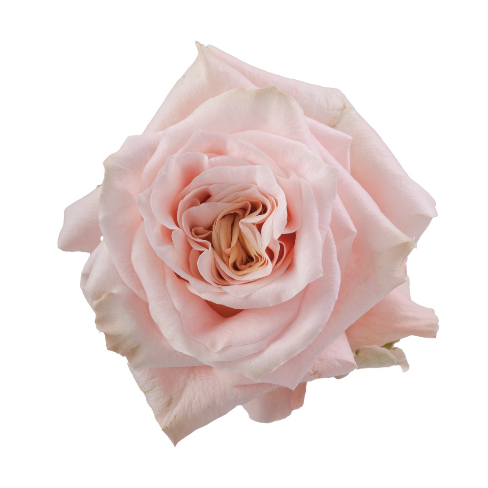 Rose - Shimmer (Peach) 50Cm/Ecuadorian