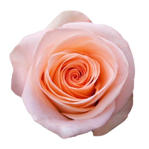 Rose - Tiffany (Peach) 50Cm/Ecuadorian