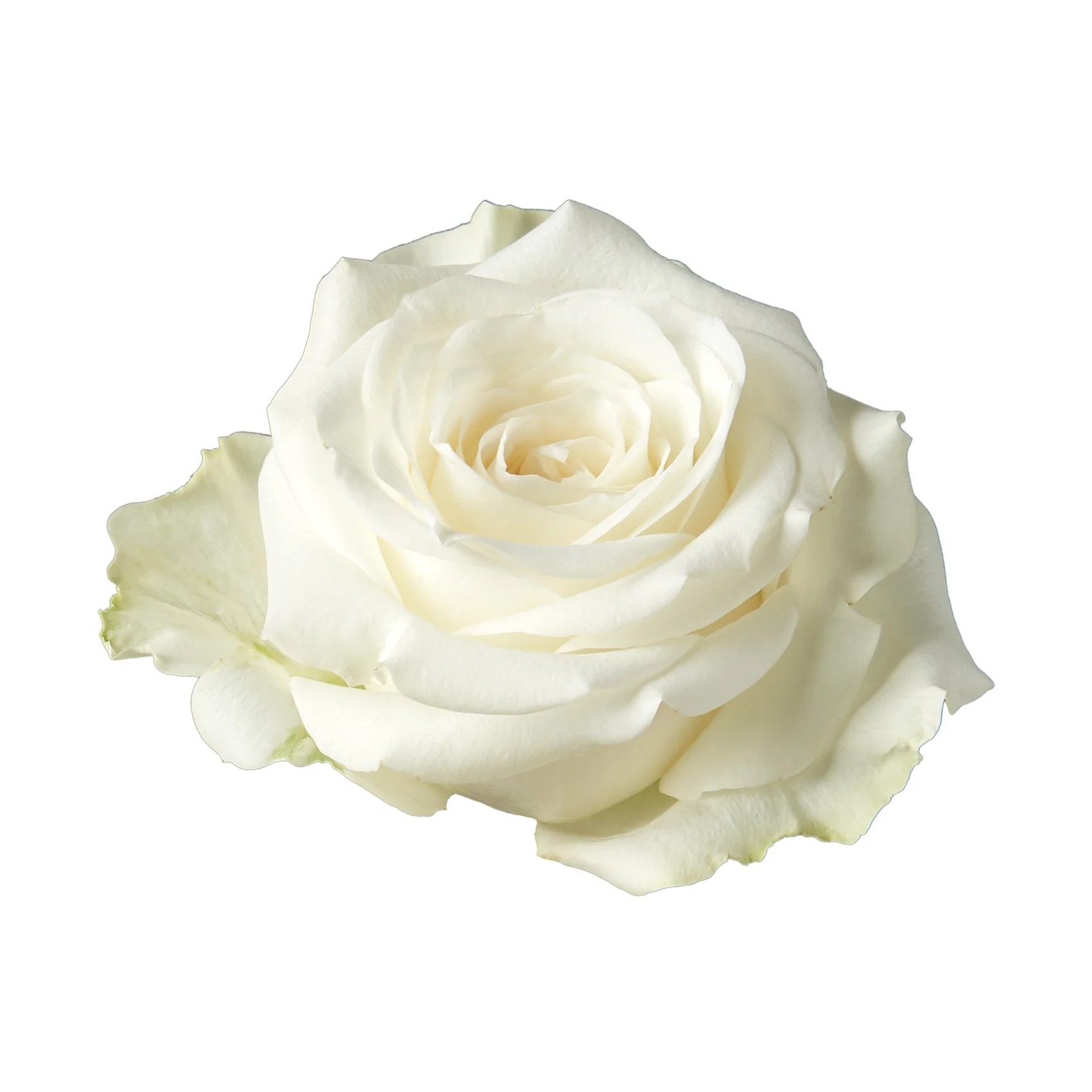 Rose - Highlight (White) 50Cm