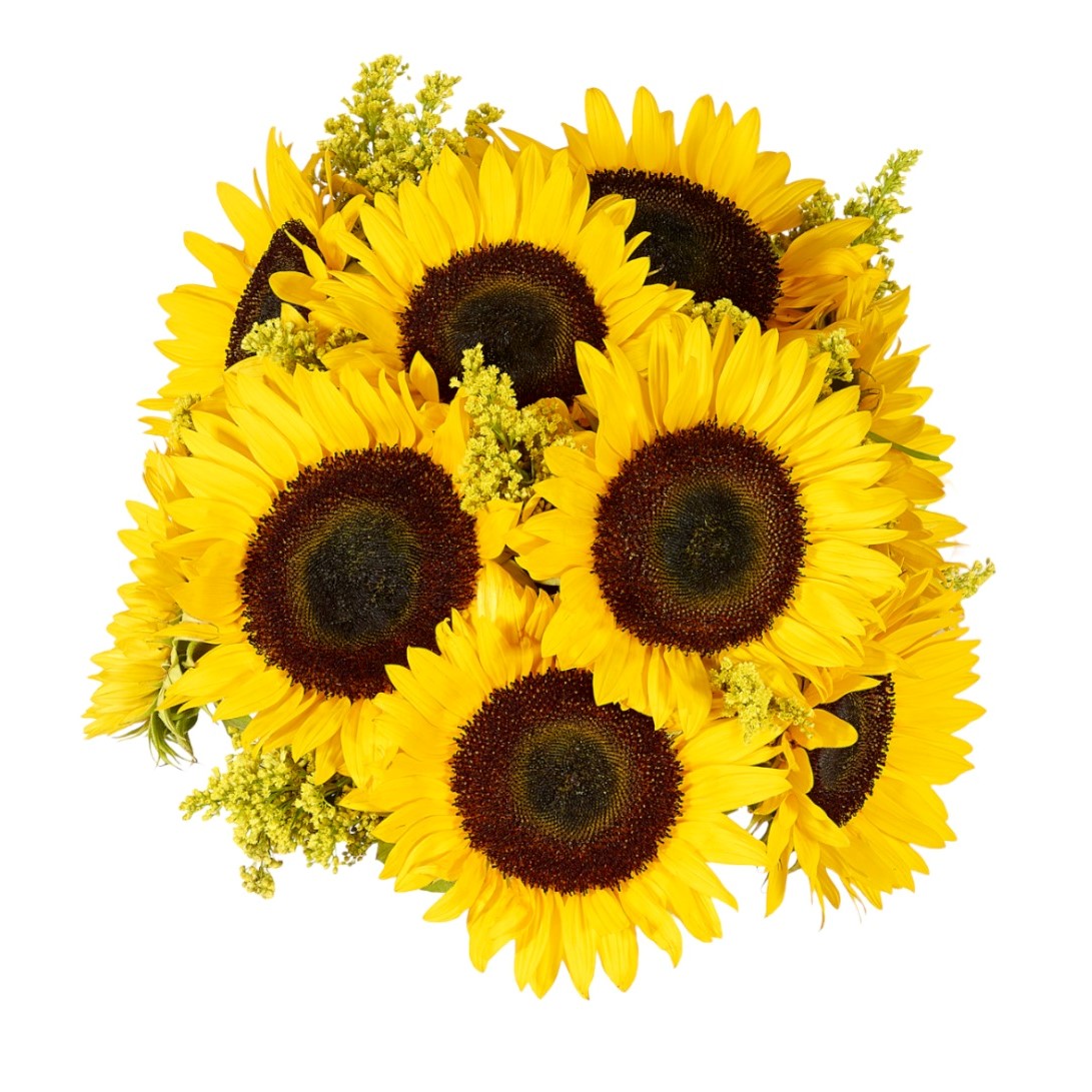 Sunflower - Large