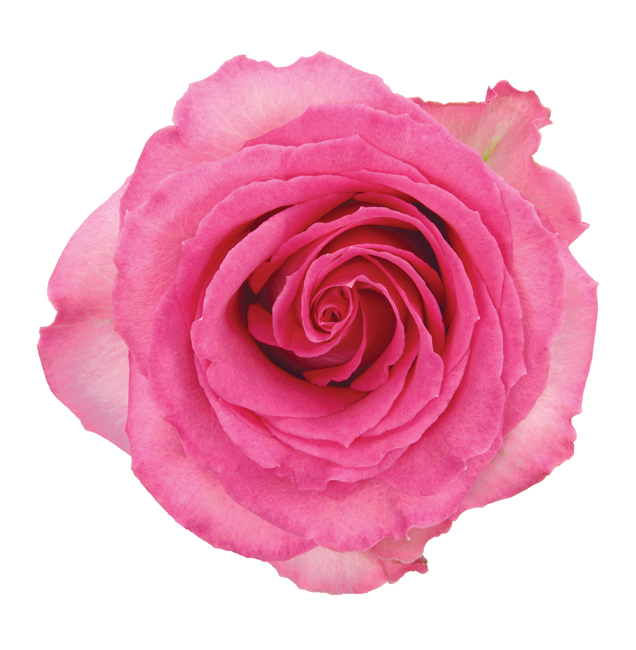 Rose - Sweet Unique (Pink) 50Cm/Colombian