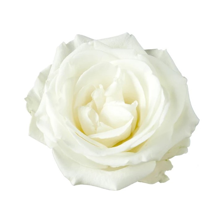 Rose - Tibet (White) 40Cm/Ecuadorian