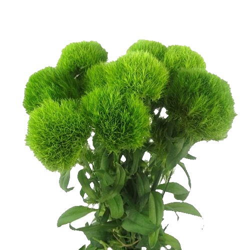 Dianthus (Trick) - Green/Greenball