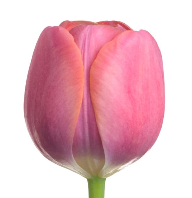 Tulip (Dutch) - Pink